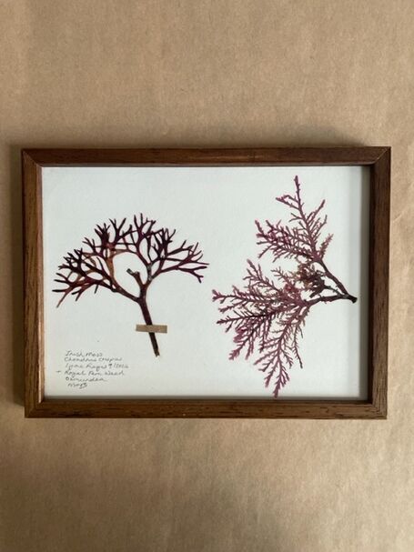 Original Mini Framed Seaweed Pressing - Irish Moss &amp; Royal Fern Weed